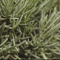 Rosmarinus Officinalis